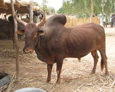 Foire agropastorale